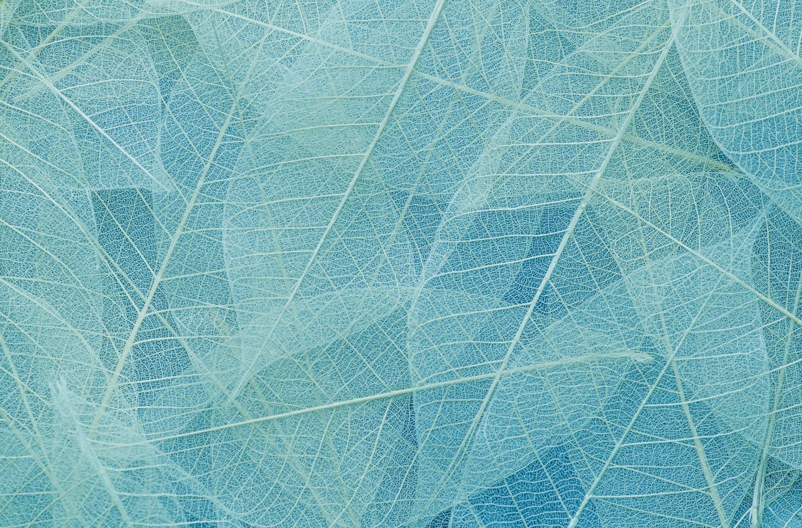 The image shows a close-up of translucent leaves, intricately layered, revealing their delicate veins and a soft, muted blue-green color.