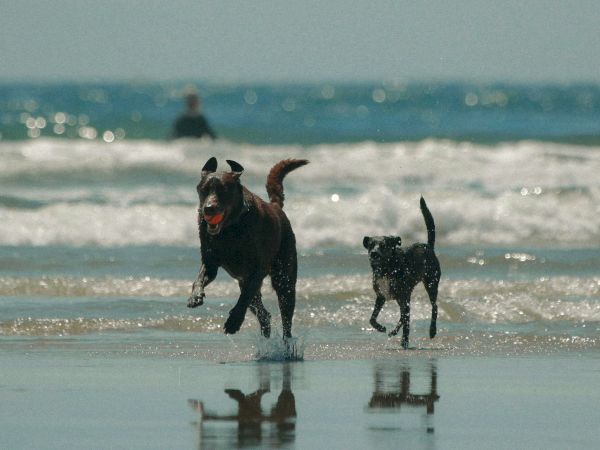 Two dogs are joyfully running on a beach near the waves, with a person in the background enjoying the water.